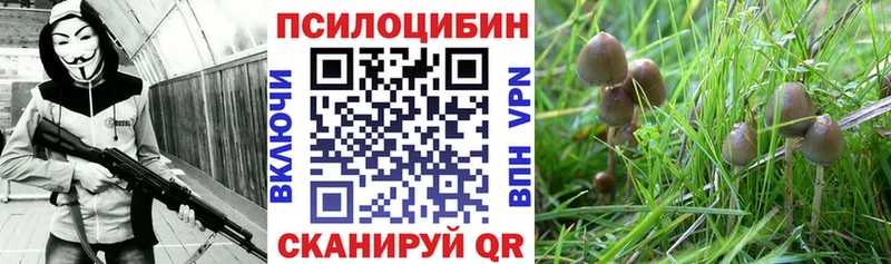 Купить  Мезень  Псилоцибиновые грибы Psilocybine cubensis 